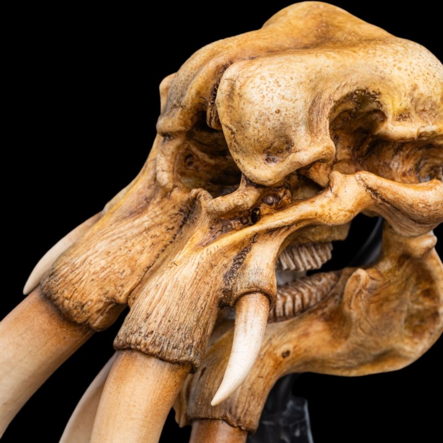 The Lord of the Rings - Skull of A Mumak SDCC 2025 Miniature Statue