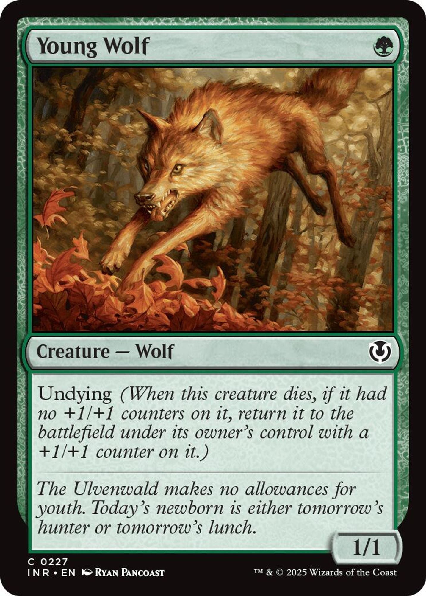 Young Wolf
