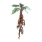 Harry Potter - Mandrake Electronic Collector Plush