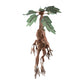 Harry Potter - Mandrake Electronic Collector Plush