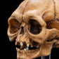 The Lord of the Rings - Skull of Gollum Miniature Skull