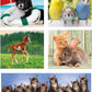 Clementoni 10 in 1 Puzzle  Animal Friends