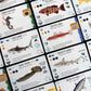 Finspan - Sharks & Reefs Expansion