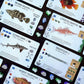 Finspan - Sharks & Reefs Expansion