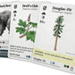 Reforest - Plants of the Pacific Northwest Coast