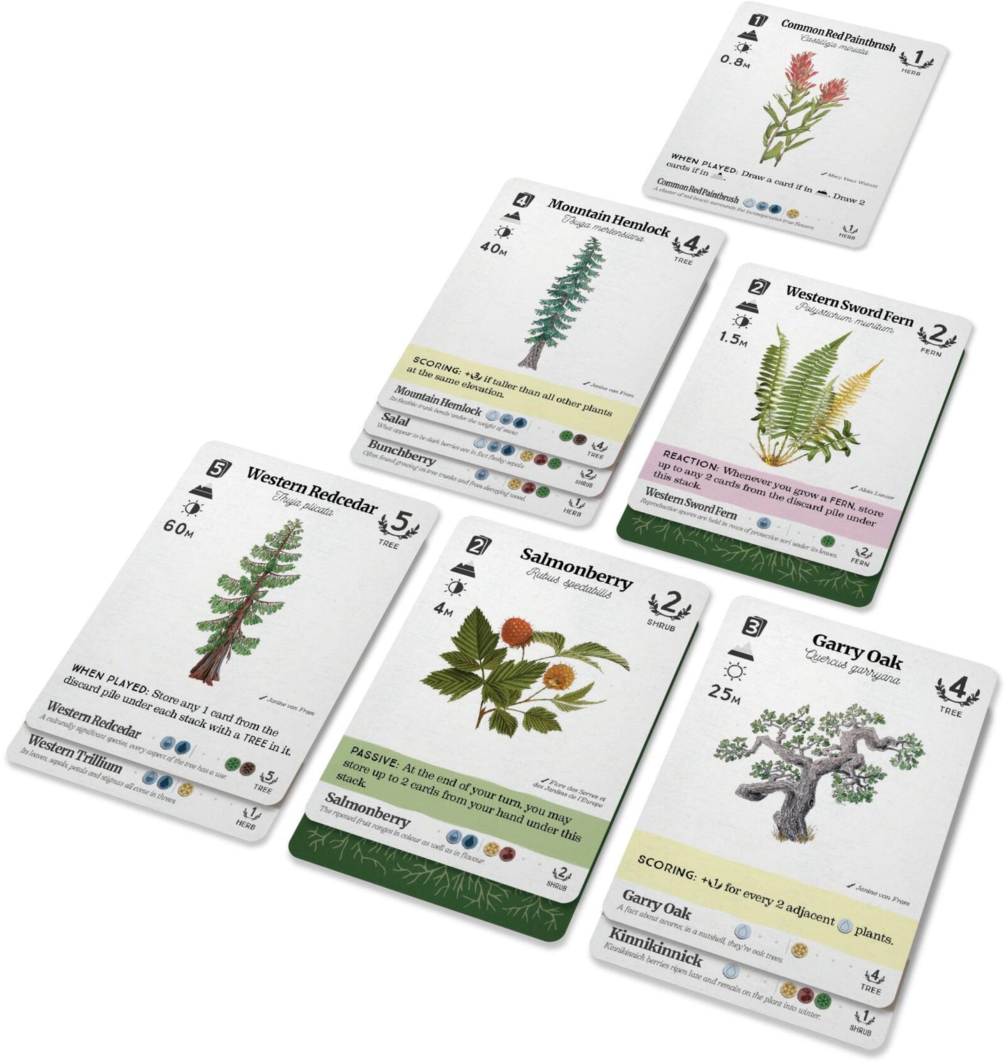 Reforest - Plants of the Pacific Northwest Coast