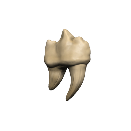 Dungeons & Dragons Teeth of Dahlver-Nar Bite-Sized Artifact