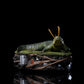 Loki - Alligator Loki 1:10 Scale Statue